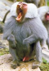 dominant baboon